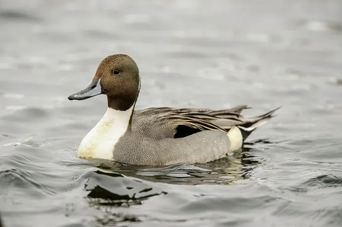 Framed Print : Northern pintail (Anas acuta) Drake winter visitor, Greater Sudbury, Ontario, Canada Framed Print : Northern pintail (Anas acuta) Drake winter visitor, Greater Sudbury, Ontario, Canada