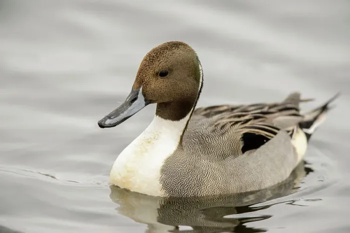 Framed Print : Northern pintail (Anas acuta) Drake winter visitor, Greater Sudbury, Ontario, Canada Framed Print : Northern pintail (Anas acuta) Drake winter visitor, Greater Sudbury, Ontario, Canada