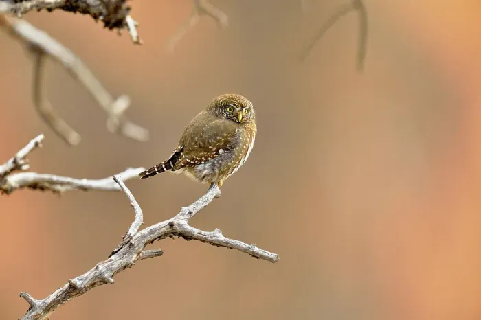 Framed Print : Northern pygmy owl (Glaucidium gnoma), perched in a tree, hunting, Grand Canyon National Park, Arizona, USA Framed Print : Northern pygmy owl (Glaucidium gnoma), perched in a tree, hunting, Grand Canyon National Park, Arizona, USA