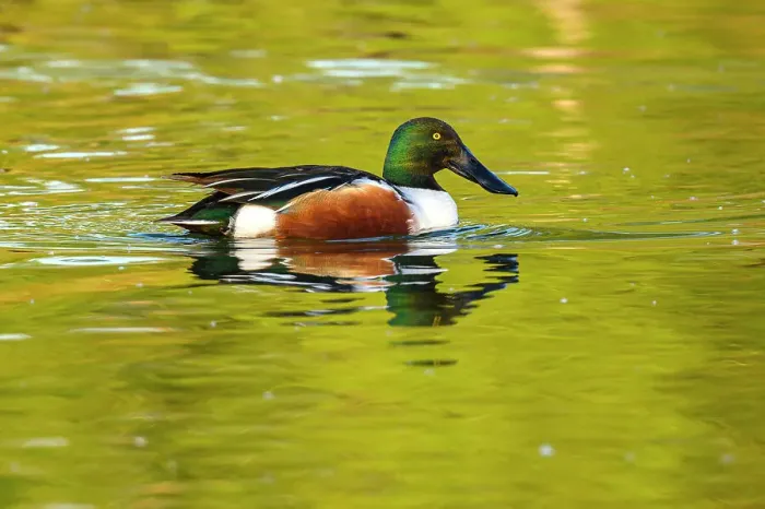 Framed Print : Northern shoveler (Anas clypeata) Drake swimming in pond, Estero Llano Grande State Park, Weslaco, Texas, USA Framed Print : Northern shoveler (Anas clypeata) Drake swimming in pond, Estero Llano Grande State Park, Weslaco, Texas, USA