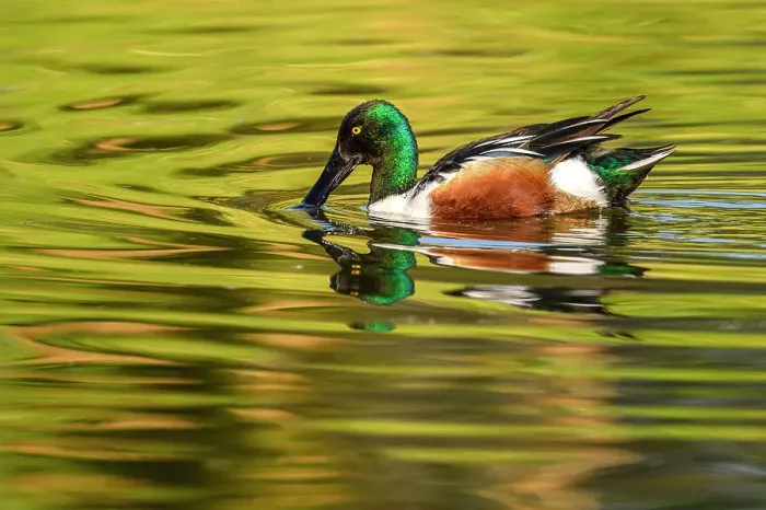 Framed Print : Northern shoveler (Anas clypeata) Drake swimming in pond, Estero Llano Grande State Park, Weslaco, Texas, USA Framed Print : Northern shoveler (Anas clypeata) Drake swimming in pond, Estero Llano Grande State Park, Weslaco, Texas, USA