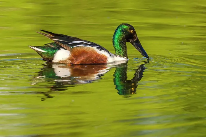 Framed Print : Northern shoveler (Anas clypeata) Drake swimming in pond, Estero Llano Grande State Park, Weslaco, Texas, USA Framed Print : Northern shoveler (Anas clypeata) Drake swimming in pond, Estero Llano Grande State Park, Weslaco, Texas, USA