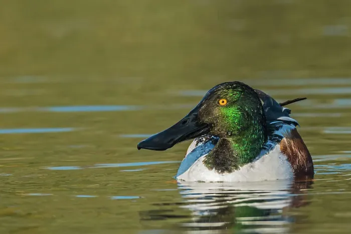 Framed Print : Northern Shoveler (Spatula clypeata) drake, Toronto, Ontario, Canada Framed Print : Northern Shoveler (Spatula clypeata) drake, Toronto, Ontario, Canada