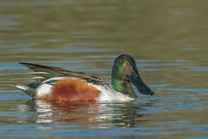Framed Print : Northern Shoveler (Spatula clypeata) drake, Toronto, Ontario, Canada Framed Print : Northern Shoveler (Spatula clypeata) drake, Toronto, Ontario, Canada