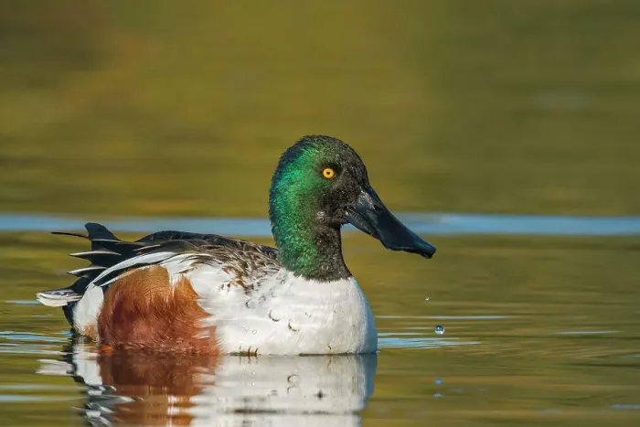 Framed Print : Northern Shoveler (Spatula clypeata) drake, Toronto, Ontario, Canada Framed Print : Northern Shoveler (Spatula clypeata) drake, Toronto, Ontario, Canada