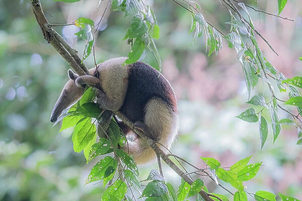 northern tamandua (Tamandua mexicana) in Corcovado National Park, Costa Rica