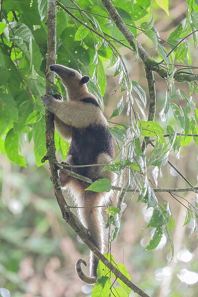northern tamandua (Tamandua mexicana) in Corcovado National Park, Costa Rica