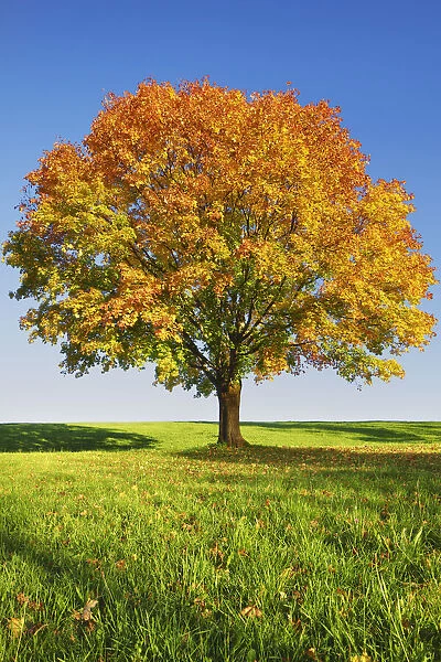 Norway maple in autumn colours - Germany, Bavaria, Upper Bavaria, Bad Tolz-Wolfratshausen