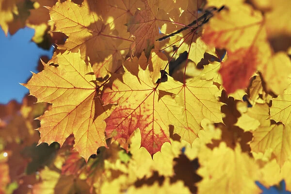 Norway maple autumn leaves - Germany, Bavaria, Upper Bavaria, Starnberg, Berg, Hohenrain