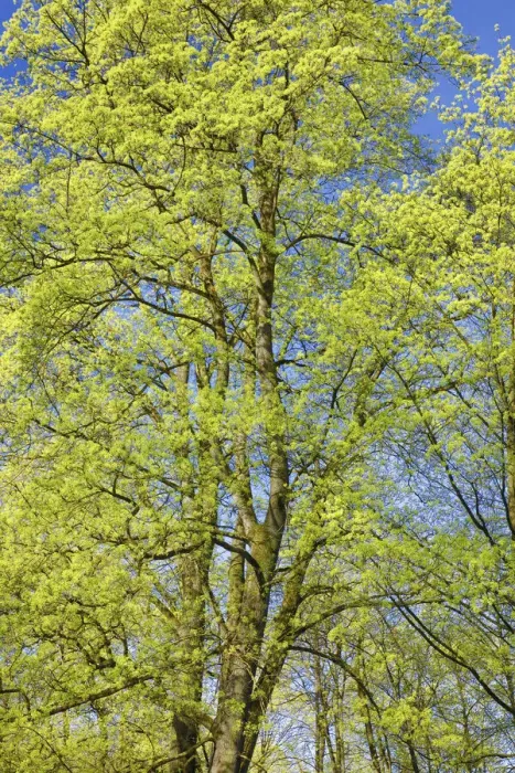 Framed Print : Norway maple in bloom - Germany, Bavaria, Upper Bavaria, Munich, Englischer Garten Framed Print : Norway maple in bloom - Germany, Bavaria, Upper Bavaria, Munich, Englischer Garten