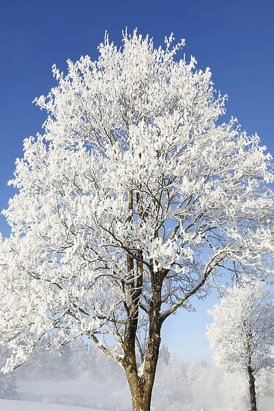 Norway maple with hoar frost in winter - Germany, Bavaria, Upper Bavaria