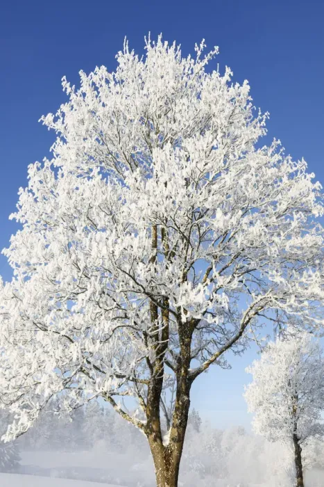 Framed Print : Norway maple with hoar frost in winter - Germany, Bavaria, Upper Bavaria Framed Print : Norway maple with hoar frost in winter - Germany, Bavaria, Upper Bavaria