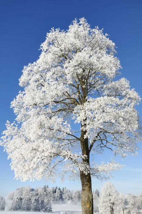Framed Print : Norway maple with hoar frost in winter - Germany, Bavaria, Upper Bavaria Framed Print : Norway maple with hoar frost in winter - Germany, Bavaria, Upper Bavaria