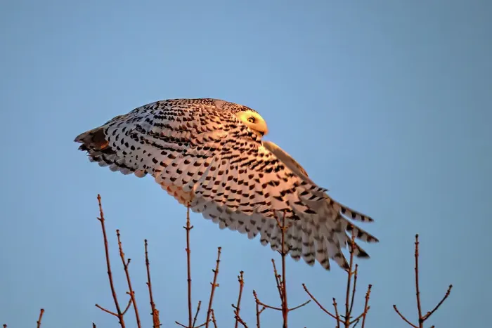Framed Print : A nowy owl in flight against a blue sky oon Wolf Island, Ontario