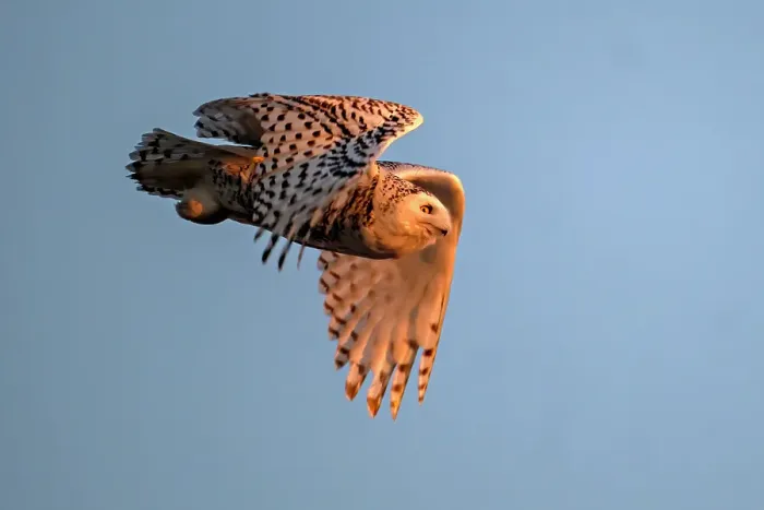 Framed Print : A nowy owl in flight against a blue sky oon Wolf Island, Ontario