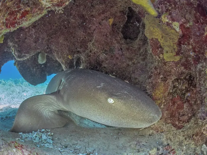 Framed Print : Nurse Shark (Ginglymostoma cirratum), Grand Cayman, Cayman Islands, British West Indies