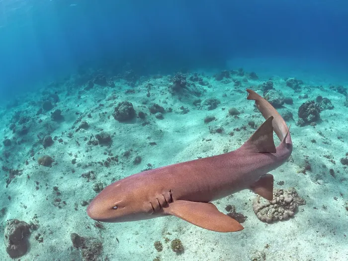 Framed Print : Nurse Shark (Ginglymostoma cirratum), Grand Cayman, Cayman Islands, British West Indies Framed Print : Nurse Shark (Ginglymostoma cirratum), Grand Cayman, Cayman Islands, British West Indies