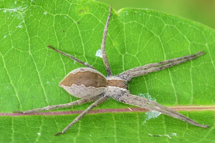 Framed Print : Nursery Web Spider (Pisaurina mira), Greater Sudbury, Ontario, Canada