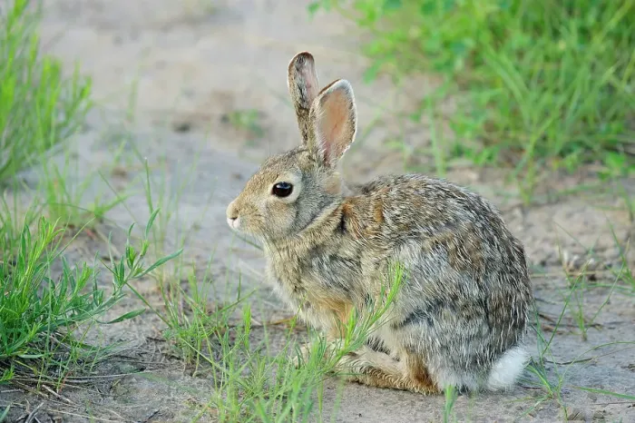 Framed Print : Nuttall's cottontail (Sylvilagus nuttallii), Badlands NP, South Dakota, USA Framed Print : Nuttall's cottontail (Sylvilagus nuttallii), Badlands NP, South Dakota, USA
