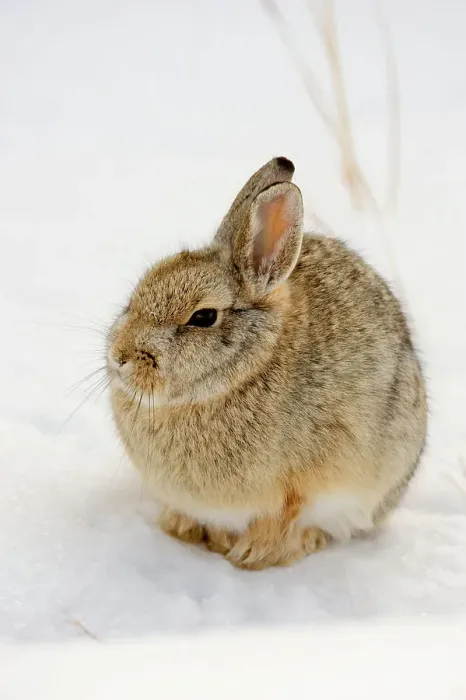 Framed Print : Nuttall's Cottontail (Sylvilagus nuttallii) in winter habitat, Theordore Roosevelt NP, South Unit, North Dakota, USA Framed Print : Nuttall's Cottontail (Sylvilagus nuttallii) in winter habitat, Theordore Roosevelt NP, South Unit, North Dakota, USA