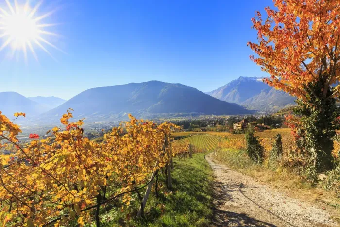 Framed Print : A oad between vineyards leads to Ramez Castle Framed Print : A oad between vineyards leads to Ramez Castle