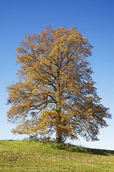 Oak in autumn colours - Germany, Bavaria, Upper Bavaria, Garmisch-Partenkirchen