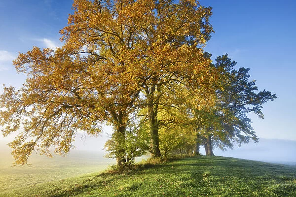 Oak in autumn colours - Germany, Bavaria, Upper Bavaria, Weilheim-Schongau, Obersochering