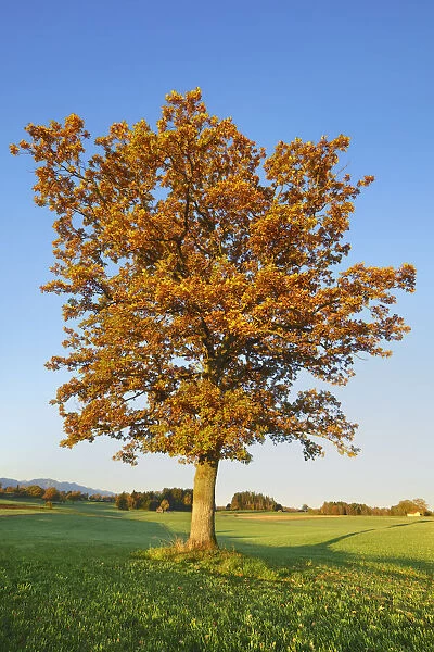 Oak in autumn colours - Germany, Bavaria, Upper Bavaria, Weilheim-Schongau, Obersochering