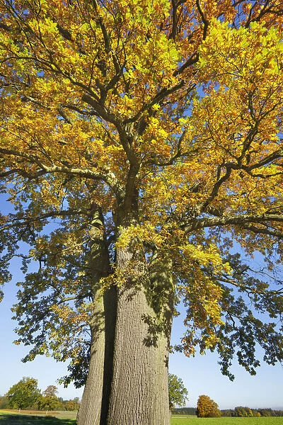 Oak in autumn colours - Germany, Bavaria, Upper Bavaria, Starnberg