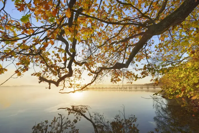 Framed Print : Oak in autumn colours at lake - Germany, Bavaria, Upper Bavaria, Starnberg Framed Print : Oak in autumn colours at lake - Germany, Bavaria, Upper Bavaria, Starnberg