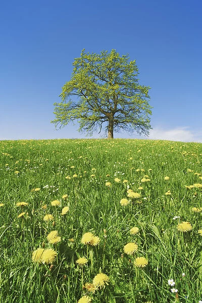 Oak in dandelion meadow - Germany, Bavaria, Upper Bavaria, Bad Tolz-Wolfratshausen, Munsing - Funfseenland