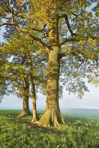 Oak in fog - Germany, Bavaria, Upper Bavaria, Weilheim-Schongau, Obersochering