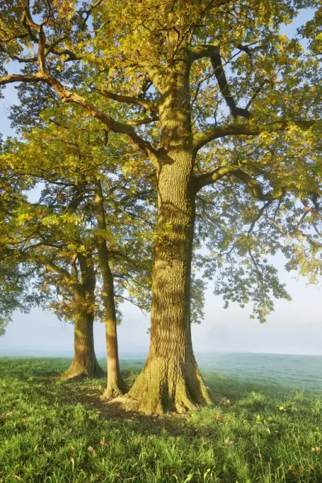 Framed Print : Oak in fog - Germany, Bavaria, Upper Bavaria, Weilheim-Schongau, Obersochering Framed Print : Oak in fog - Germany, Bavaria, Upper Bavaria, Weilheim-Schongau, Obersochering