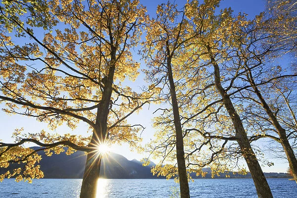 Oak forest in autumn colours at Lake Kochel - Germany, Bavaria, Upper Bavaria, Bad Tolz-Wolfratshausen, Kochel - Alps, Lake Kochel