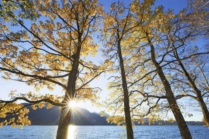 Framed Print : Oak forest in autumn colours at Lake Kochel - Germany, Bavaria, Upper Bavaria, Bad Tolz-Wolfratshausen, Kochel - Alps, Lake Kochel