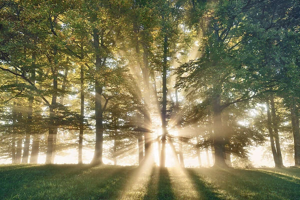 Oak forest in fog - Germany, Bavaria, Upper Bavaria, Weilheim-Schongau, Obersochering