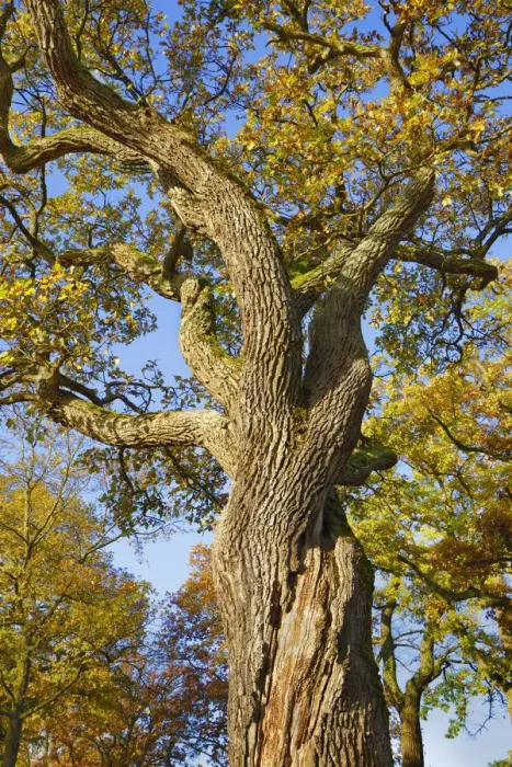 Framed Print : Oak - Germany, Bavaria, Upper Bavaria, Starnberg, Seefeld, Meiling - Funfseenland Framed Print : Oak - Germany, Bavaria, Upper Bavaria, Starnberg, Seefeld, Meiling - Funfseenland