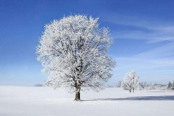 Oak with hoar frost in winter - Germany, Bavaria, Upper Bavaria, Bad Tolz-Wolfratshausen