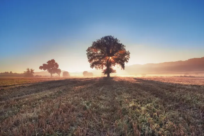 Framed Print : Oak in mist - Germany, Bavaria, Upper Bavaria, Starnberg, Seefeld, Meiling - Funfseenland Framed Print : Oak in mist - Germany, Bavaria, Upper Bavaria, Starnberg, Seefeld, Meiling - Funfseenland