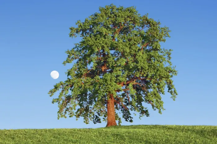 Framed Print : Oak with moon - Germany, Bavaria, Upper Bavaria, Bad Tolz-Wolfratshausen Framed Print : Oak with moon - Germany, Bavaria, Upper Bavaria, Bad Tolz-Wolfratshausen
