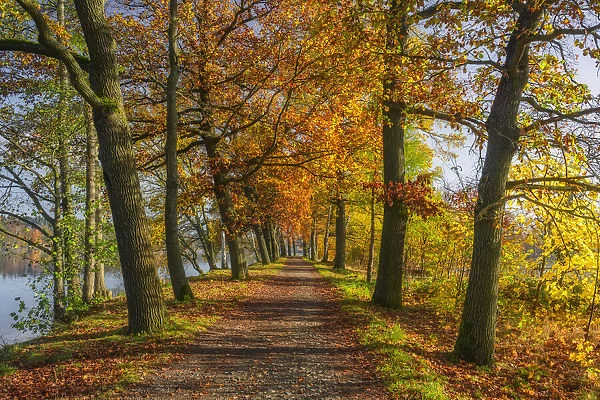 Oak tree alley at Plothen Ponds area in autumn, Thuringer Schiefergebirge Obere Saale Nature Park, Saale-Orla district, Thuringia, Germany, Europe