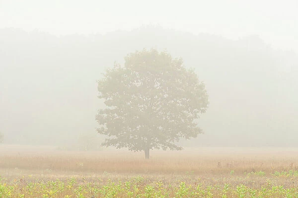 Oak tree in fog St. Joseph's Island, Ontario, Canada