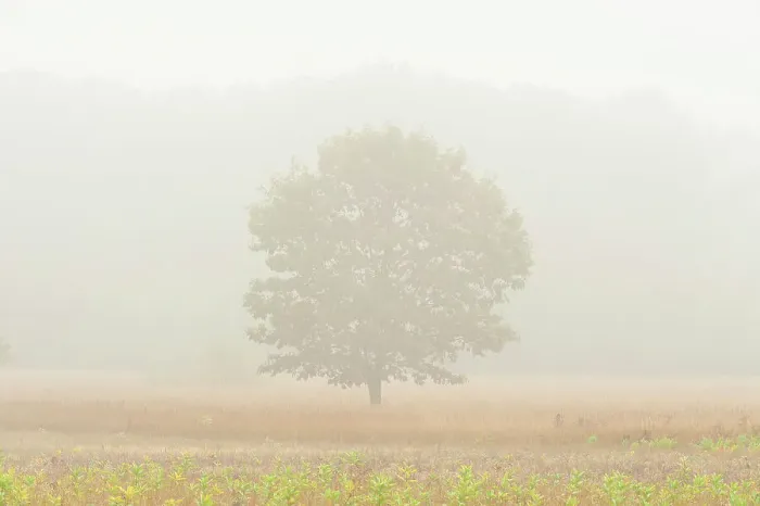 Framed Print : Oak tree in fog St. Joseph's Island, Ontario, Canada Framed Print : Oak tree in fog St. Joseph's Island, Ontario, Canada