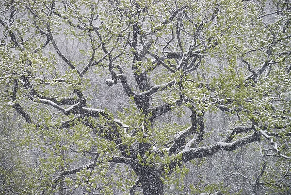 oak tree with freshly fallen snowflakes in spring, Saxony, Germany, Europe
