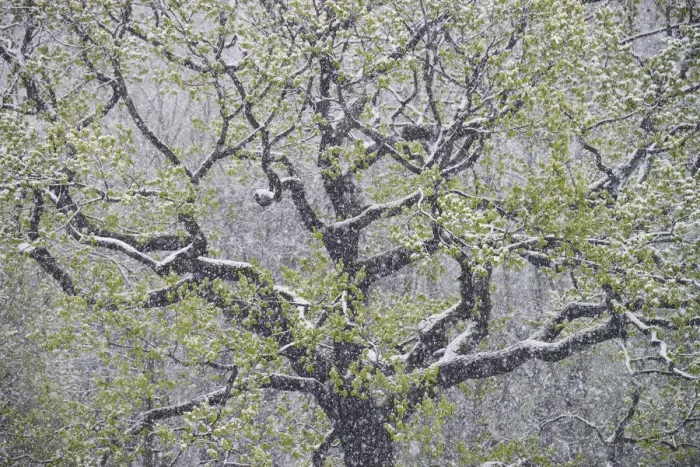 Framed Print : oak tree with freshly fallen snowflakes in spring, Saxony, Germany, Europe Framed Print : oak tree with freshly fallen snowflakes in spring, Saxony, Germany, Europe