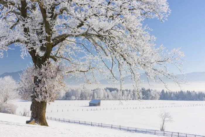 Framed Print : Oak tree at Kochelmoos in winter, Toelzer Land, Upper Bavaria, Alps, Isarwinkel Framed Print : Oak tree at Kochelmoos in winter, Toelzer Land, Upper Bavaria, Alps, Isarwinkel