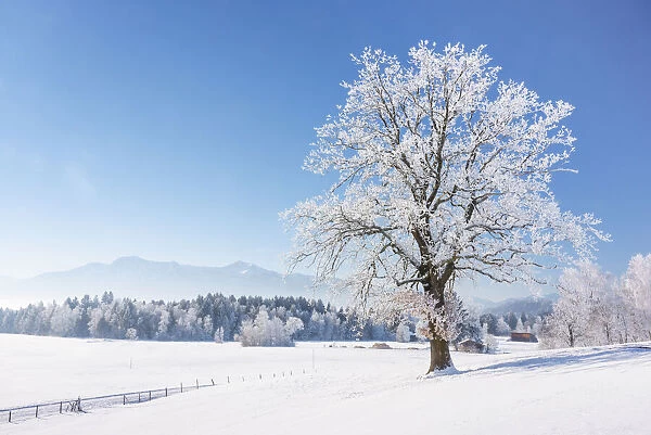 Oak tree at Kochelmoos in winter, Toelzer Land, Upper Bavaria, Alps, Isarwinkel