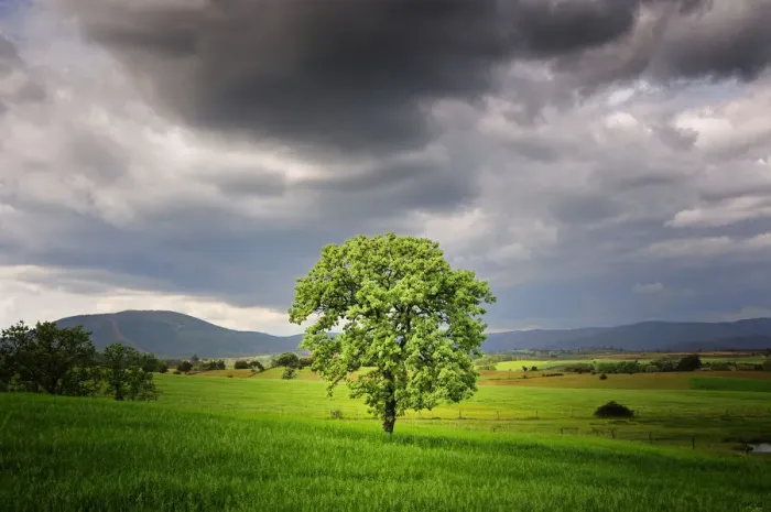 Framed Print : Oak tree in a plain, Portugal Framed Print : Oak tree in a plain, Portugal