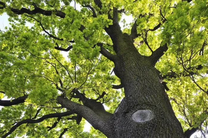 Framed Print : Oak tree in the Spring. Dresden, Germany