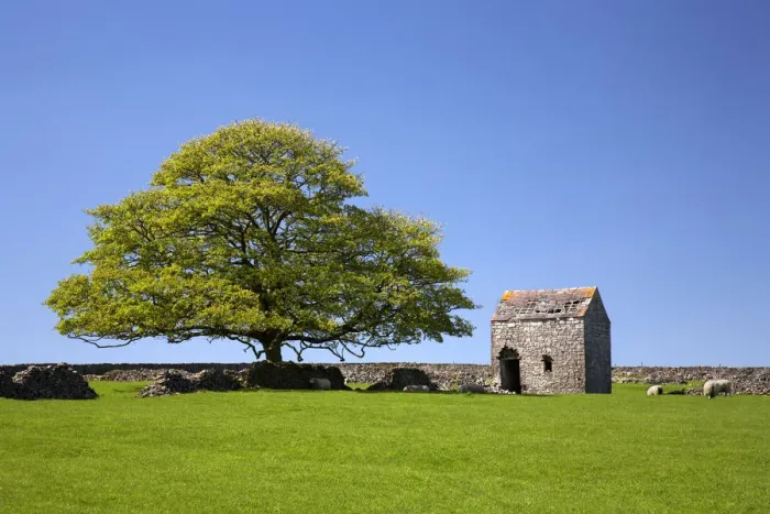 Framed Print : Oak Tree & Stone Barn, Tideswell, Peak District National Park, Derbyshire, England Framed Print : Oak Tree & Stone Barn, Tideswell, Peak District National Park, Derbyshire, England